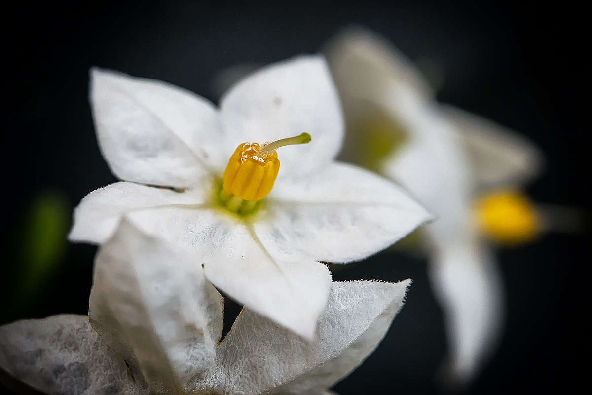 Jasminblütiger Nachtschatten (Solanum laxum)