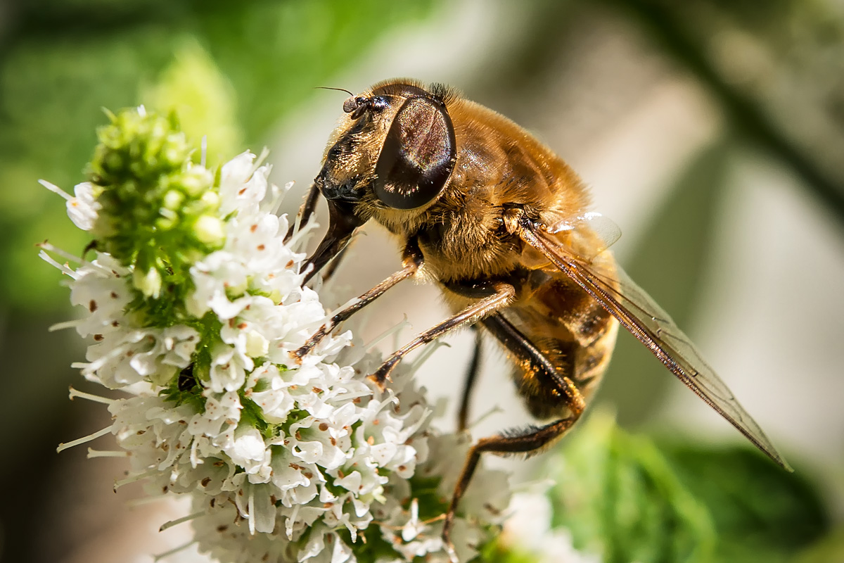 Honigbiene (Apis mellifica)