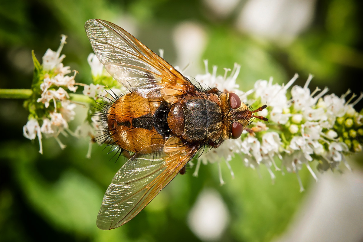 Igelfliege (Echinomyia fera)