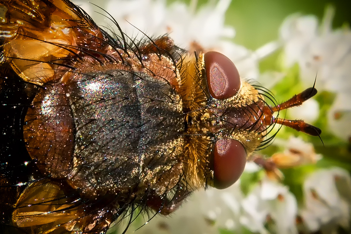 Igelfliege (Echinomyia fera)