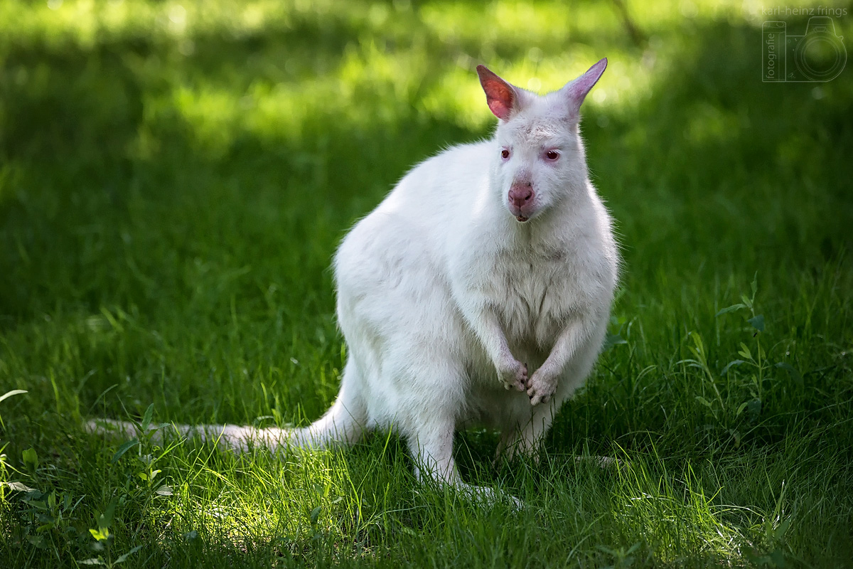 Albino-Känguru